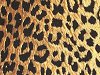 color leopard