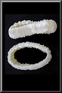 White Shell Bracelet.
